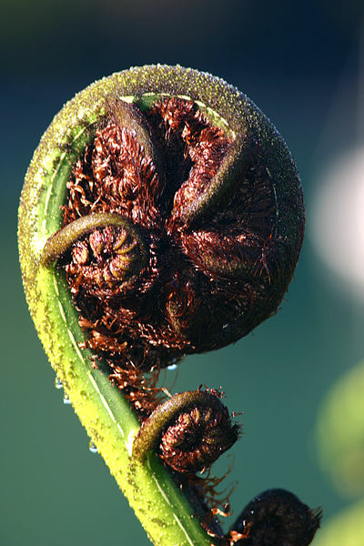 koru