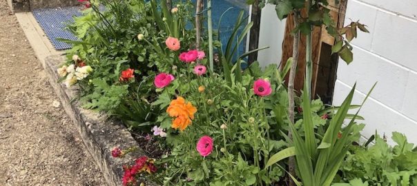 flowers blooming in a small garden in front of building